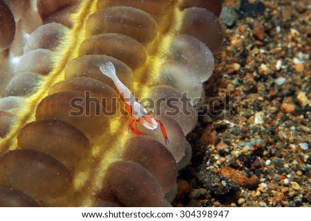 Periclimenes Imperator (the emperor shrimp) on Sea Cucumber
