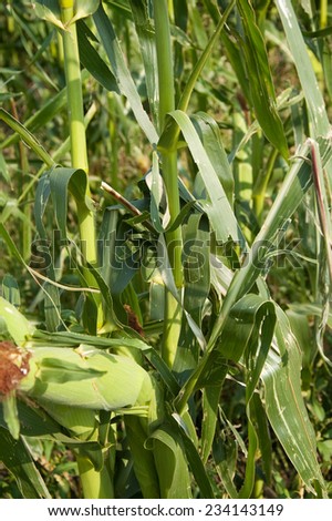 Hail Damage of cornfield