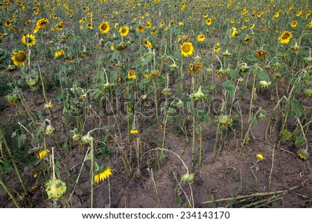 Hail Damage of sunflowers