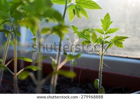 Growth of tomatoes on the window sill