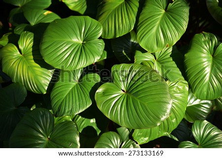 Green Leaves with shade and shadow