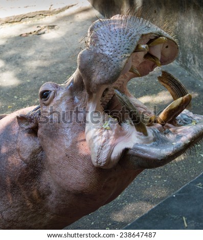 zoo animal : Hippopotamus wait food