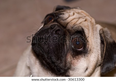 Wrinkled dog with eyes open looking up