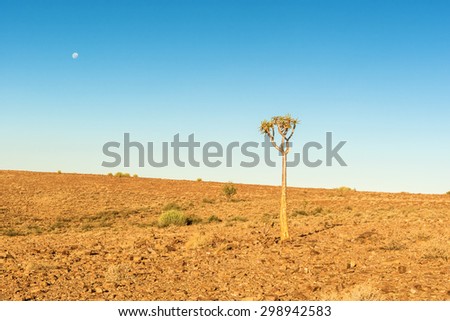 Quiver tree (Aloe dichotoma) typical tree in the Namib desert landscape