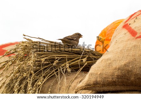 Sparrow sitting on a cart with hay, sacks and pumpkins