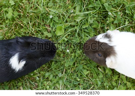 Guinea pig (Cavia porcellus, cavy) in meadow, green grass lawn, pet animals, outside, domesticated