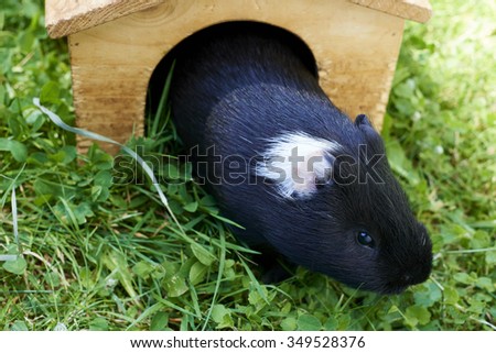 Guinea pig (Cavia porcellus, cavy) in meadow, green grass lawn, pet animals, outside, domesticated