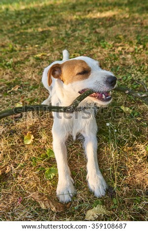 Parson Russell Terrier puppy, biting and jumping for a stick, tan rough coated, outdoors in park while playing