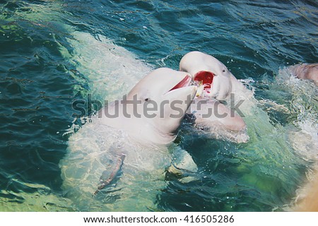 Two beluga whales swimming in the blue sea.