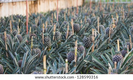 Pineapple fruit field in glasshouse. Azores. San Miguel (Sao Miguel)