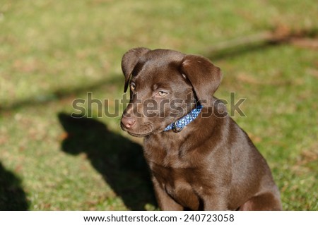 Chocolate Labrador puppy playing in the park.