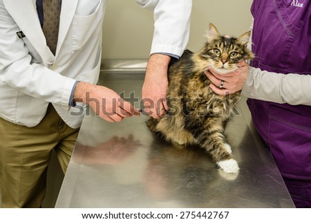 A veterinarian is giving a cat a vaccination