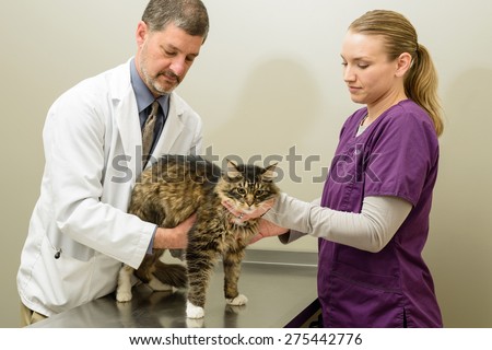 A veterinarian and assistant are examining a cat