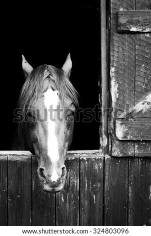 horse and wooden box