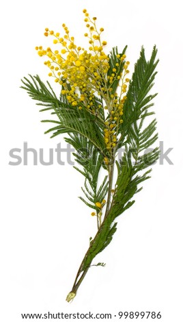 Wattle Branch