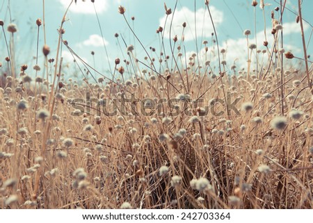 Flower grass at relax morning time with blue sky with blue sky