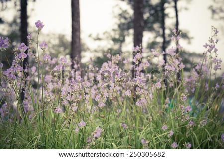 Sweet purple flowers in pine tree forest in the mist at Phu Soi Dao national park Uttaradit province Thailand