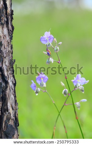 Sweet purple flowers in pine tree forest in the mist at Phu Soi Dao national park Uttaradit province Thailand