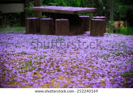 Sweet Purple Flowers on the ground