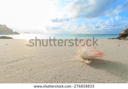 Barringtonia asiatia flowers on the beach, Fish Poison Tree, Sea Poison Tree, Lipe Island, Thailand