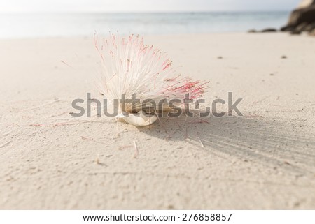Barringtonia asiatia flowers on the beach, Fish Poison Tree, Sea Poison Tree, Lipe Island, Thailand