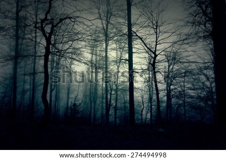 Dark blue forest with a magical mist