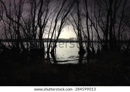 Dark black forest with a view of magical lake