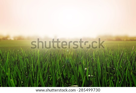 Grass background. Sunny and peaceful landscape of grass blades and blurred pink background