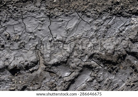 Mud texture: wet cracked ground