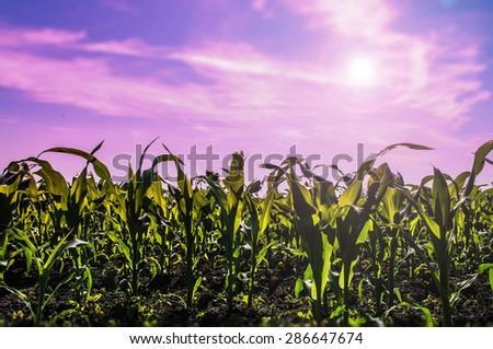 Growing corn plants in the sun light. Nature background with pink sky