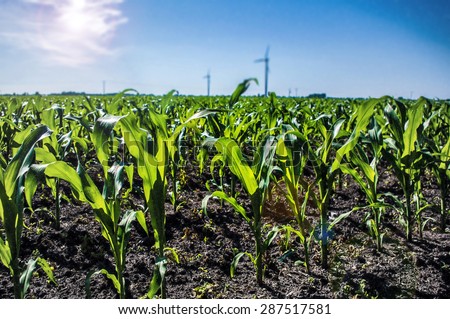 Corn field. The growing of young crops in the field.