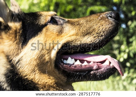 Dog training. Closeup of the muzzle of a German Shepherd dog