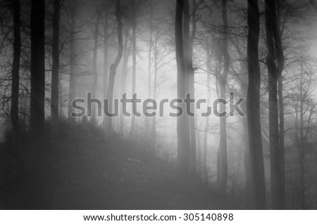 Black and white photo of a black and quite dark forest landscape