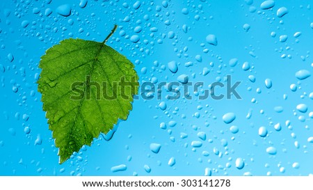 Rainy summer weather. Birch leaf stuck to the windshield of a car