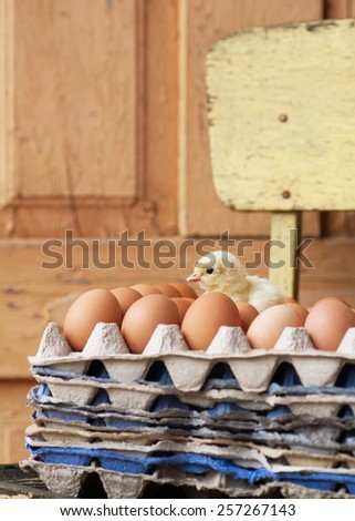 Small chicken sitting on eggs. Farm life.