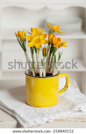 Yellow crocus flowers in a yellow cup in the kitchen. Home decoration.