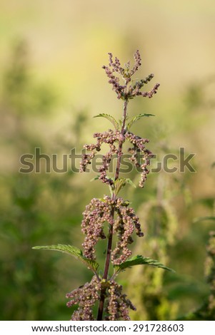 The branch of blossoming nettles. (Urtica dioica). Selective soft focus