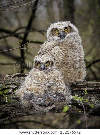 Two young baby great horned owls sticking close together for protection