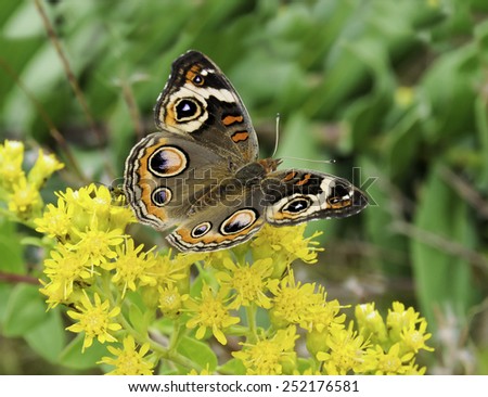 Beautiful Common Buckeye Butterfly feeding on yellow flowers.