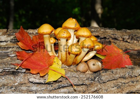 Beautiful yellow toadstools with bright orange leaves found on a fall hike in a central Illinois.