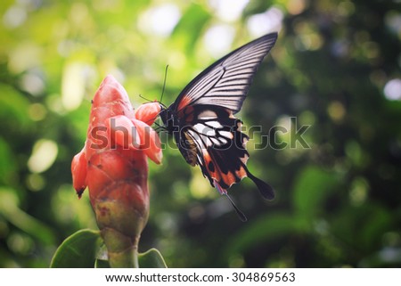 Tropical background. Awesome beautiful huge butterfly, on the tropical flower. Tropical butterfly close up.
