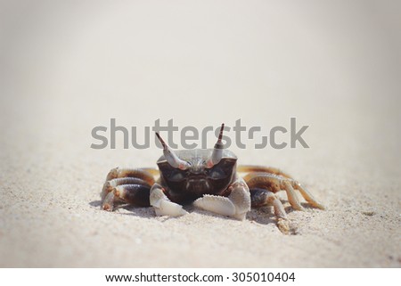 Funny crab close up on the tropical beach. Animal look like alien close-up.