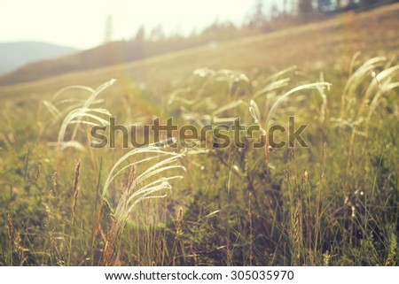 Shiny sunny blooming herbs field. Autumn sunny field. Mountains landscape. Feather grass field.