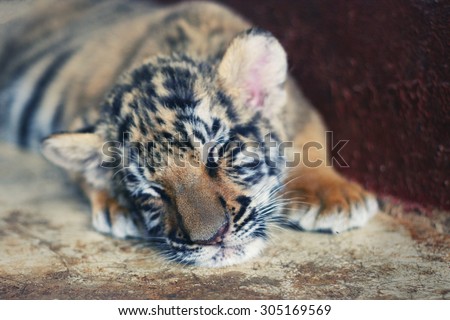 TIGER TEMPLE, THAILAND - February, 2012:Sleeping cute baby tiger. Small tiger cub. Funny baby tiger sleep on the floor
