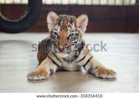 Sleeping cute baby tiger. Small tiger cub. Funny baby tiger.