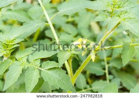 green tomato leaves and yellow flower