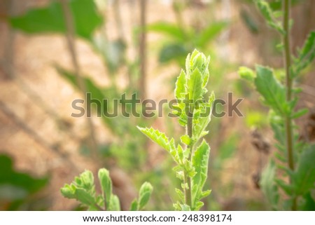 green natural plant leaf