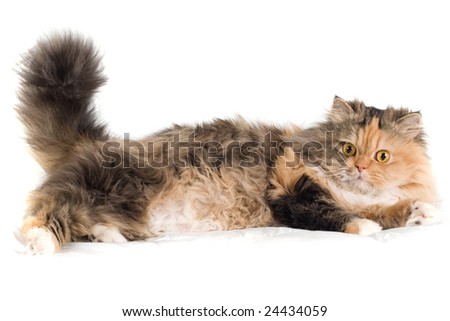 Cat on white background. isolated. Please, see my portfolio with similar photos.