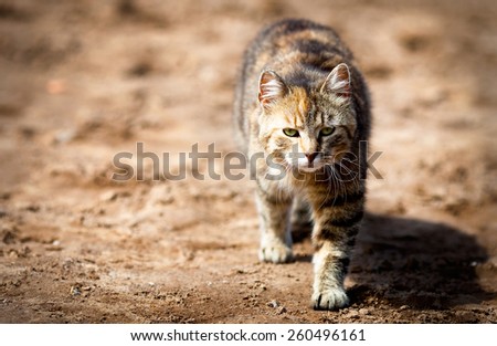 Young tabby cat goes on the hunt