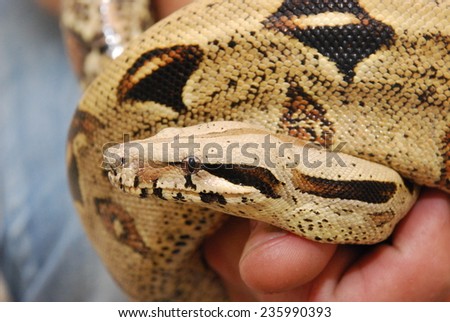 bis snake Ghost Columbian red-tailed boa (Boa constrictor constrictor)  in the hand